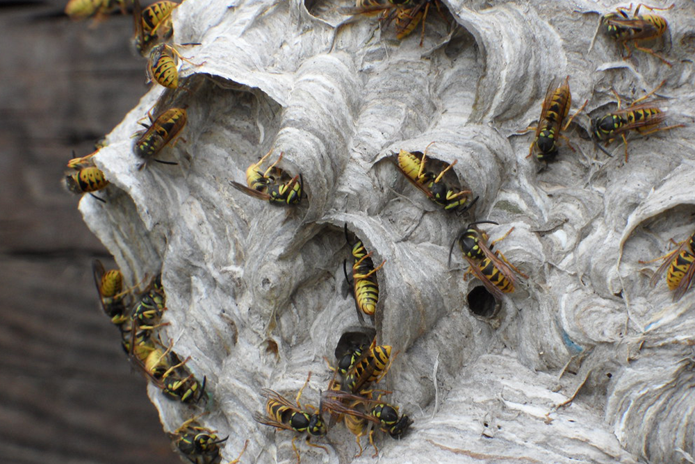 Pest Control Burnaby