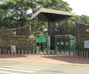 Discovery of Miracle of Mysore Zoo: A Tour through Wildlife