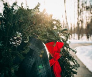 Post-Holiday Tree Care: 7 Tips for Nurturing Your Outdoor Trees After Removing Decorations