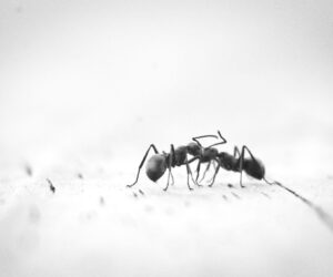 Eco-Friendly Ant Control Solutions