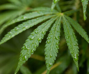 What’s the Best Strategy for Cannabis SEO?