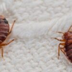 Bed Bug Treatment
