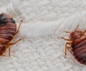 The Ultimate Guide to Pest Control and Bed Bug Treatment