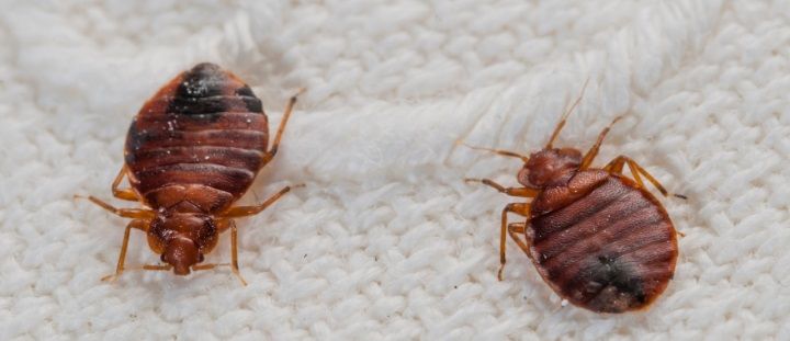 Bed Bug Treatment
