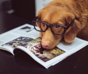 Peaks Family Pets Raw: Natural Nutrition For Your Pets