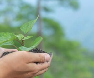 Forests and Sustainable Energy: A Global Day of Recognition