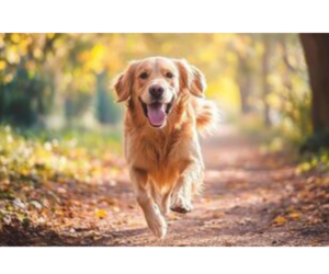 How Can I Train My Dog to Respond to Specific Cues or Signals?