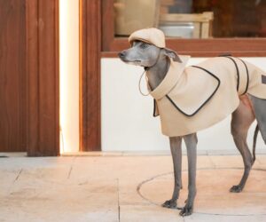 あなたの犬のスタイルを高める:シックな犬用リードのガイド