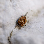 carpet beetle treatment