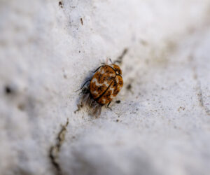 Effective Carpet Beetle Treatment:  Removing Infestations Safely