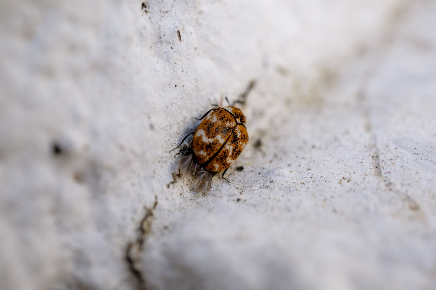 carpet beetle treatment