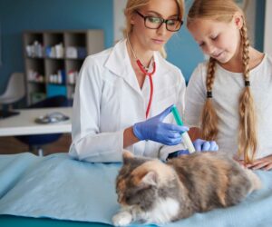 Nighttime Nerves: How 24/7 Pet Emergency Services Handle Hormonal Crises