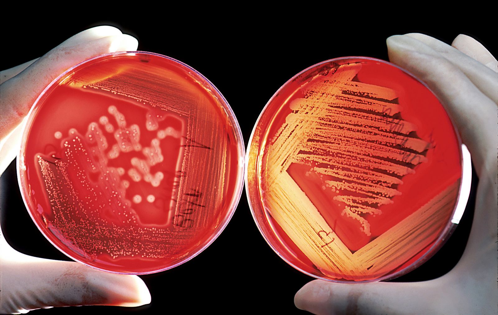 BS Microbiology Entrance Exam Syllabus