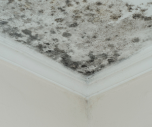 DIY vs. Professional Mold Removal Services: Which One Is Better?