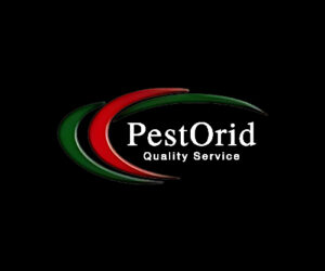 Wasp Nest Removal Vaughan: Safe and Effective Extermination Services