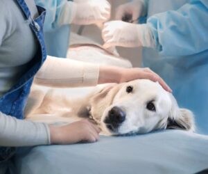 How to Keep Your Dog or Cat Comfortable After Surgery