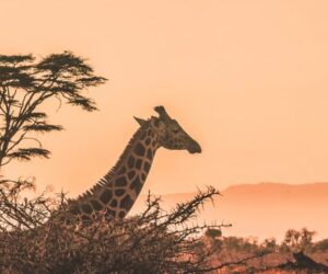 New Mombasa Safari and Beach Holiday Packages Introduced for Ultimate Adventure and Relaxation