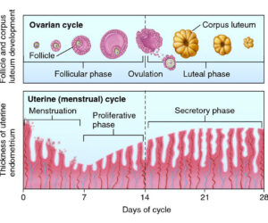 Fellowship in Embryology in India: Sperm Function Tests & More