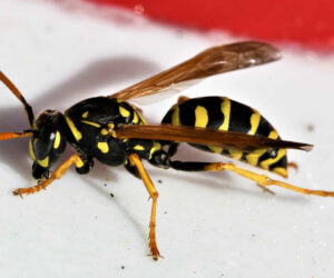 Differences Between A Wasp And A Hornet