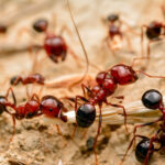 ant-control-in-mississauga