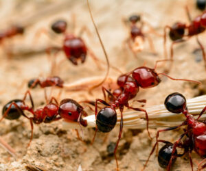 Ant Control In Mississauga Here’s How to Win the Battle for Good