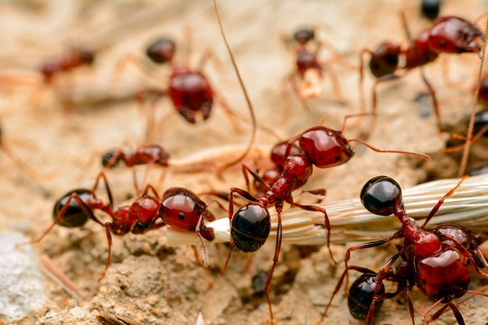ant-control-in-mississauga