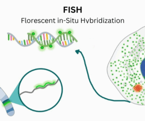Rapid FISH Probes for Lab Automation Adventures