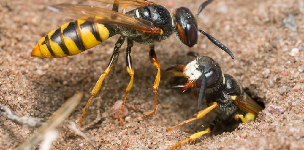 Wasp-Control-in-Vancouver