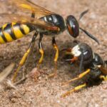 Wasp-Control-in-Vancouver