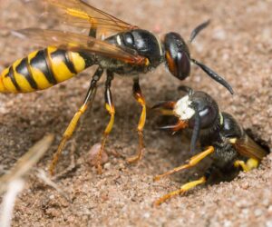 Wasp Control in Vancouver: Ensuring a Safe and Sting-Free Environment