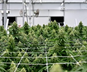 Maximize Your Cannabis Yields with Trellis Netting