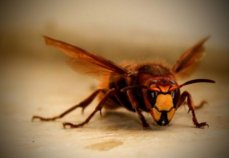 Wasp-Control-Brampton
