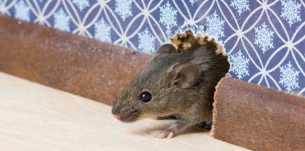 Rodent-control-queens