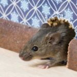 Rodent-control-queens