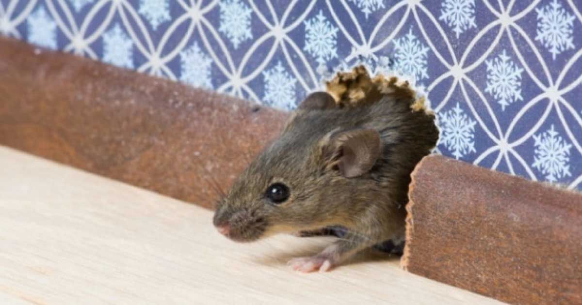 Rodent-control-queens