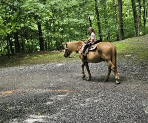Your Guide to Horseback Riding and Stables in Pigeon Forge, TN