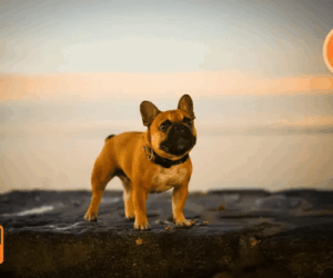 Master the simplest trick to remove BG and create stunning clean transparent visuals