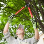 tree surgeons