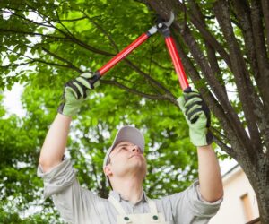 Trusted Tree Care Experts for Your Outdoor Needs