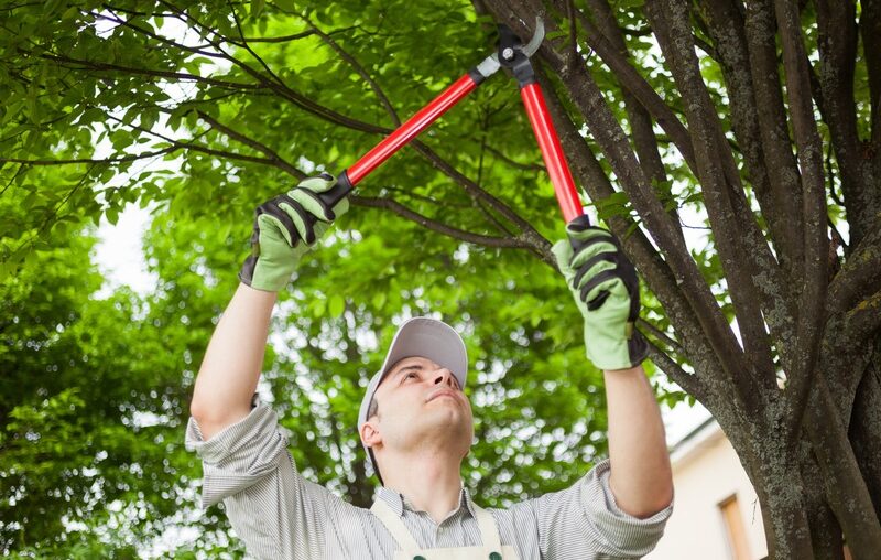tree surgeons