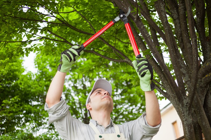 tree surgeons