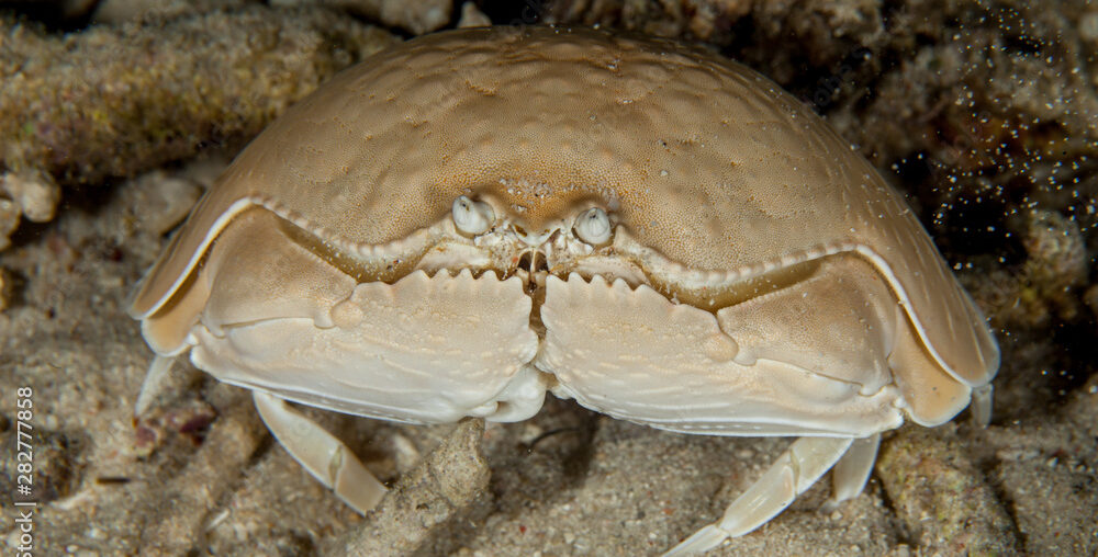 Shame Faced Crab For Sale