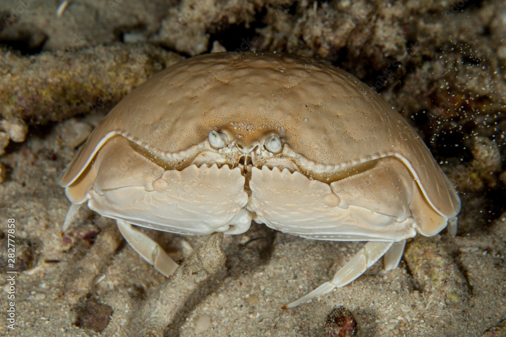 Shame Faced Crab For Sale