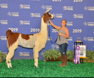 More Than a Farm Visit: Training Llamas and Alpacas the Right Way