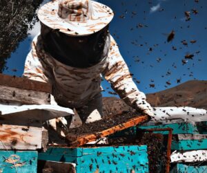 Reasons Why You Should Consider Natural Pest Control Methods in Your Melbourne Residence