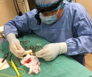 10 Questions People Commonly Ask About Wildlife Surgery