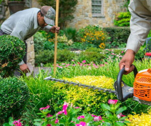 How Lawn Care Maintenance Companies Can Keep Your Property Green Year-Round