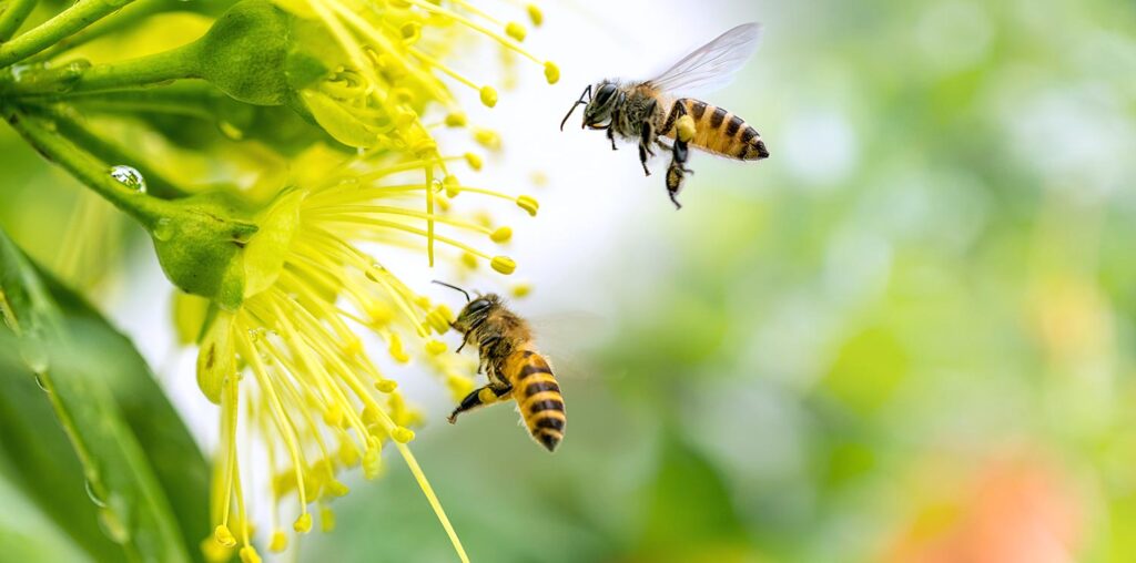 wasp-control-london