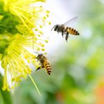 wasp-control-london