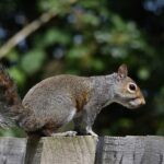 squirrel-control-markham